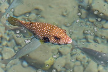 Denizde beyaz lekeli kirpi. Kızıl Deniz 'in harika dünyası. Deniz Manzarası