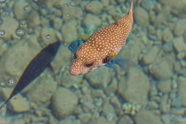 Kızıl Deniz 'de beyaz lekeli kirpi. Deniz Manzarası Seyahat fotoğrafı Üst Görünüm
