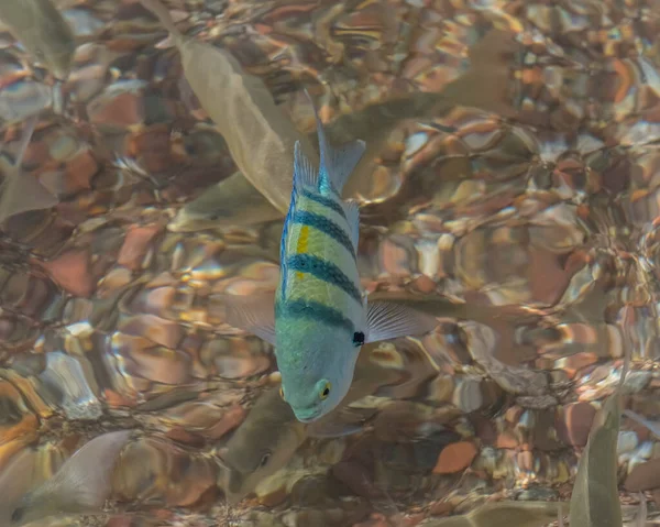 Deniz manzarası. Flora ve Kızıl Deniz 'in faunası. Kızıl Deniz 'in muhteşem dünyası