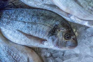 Buzda taze balık. Kapatın. Deniz ürünleri pazarı