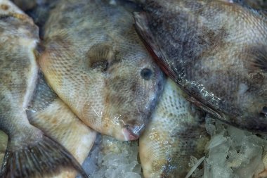 Buzda taze balık. Deniz ürünleri pazarı. Yatay üst görünüm