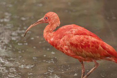 Kırmızı gagalı ve ayaklı kızıl aynak. Vahşi doğada seyreden kuş.