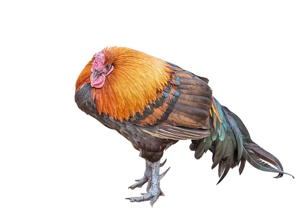 Ayam Dengan Bulu Berwarna Warni Unggas Dalam Rumah Tangga Langka Stok Foto