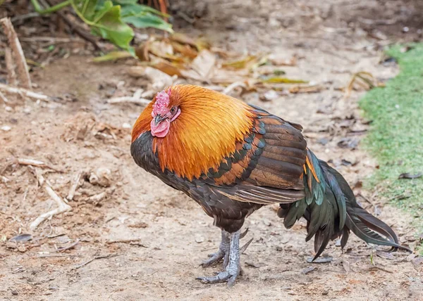 Ayam Dengan Bulu Berwarna Warni Unggas Dalam Rumah Tangga Langka Stok Foto Bebas Royalti