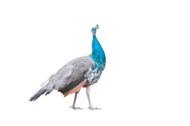 Hint Peafowl 'u, sıradan bir turuncu baykuş, izole edilmiş mavi bir turuncu baykuş.