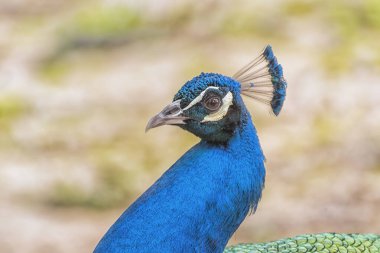 Hint Peafowl, sıradan Peafowl, mavi Peafowl. Erkek boyun detayı