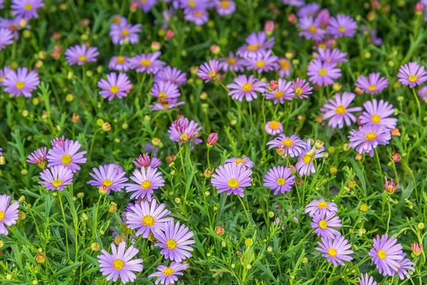 Brachyscome iberidifolia. Çiçek tarlası. Bahçeler için çiçekler.