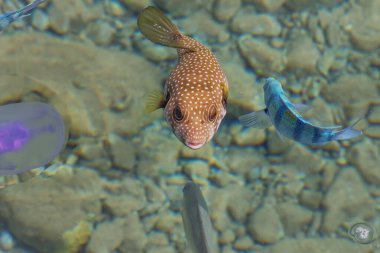 Denizde beyaz lekeli kirpi. Kızıl Deniz 'in harika dünyası. Deniz Manzarası Seyahat fotoğrafı Üst Görünüm