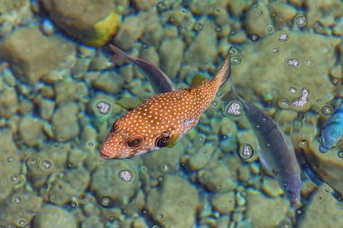 Denizde beyaz lekeli kirpi. Kızıl Deniz 'in harika dünyası. Seyahat fotoğrafı Üst görünüm