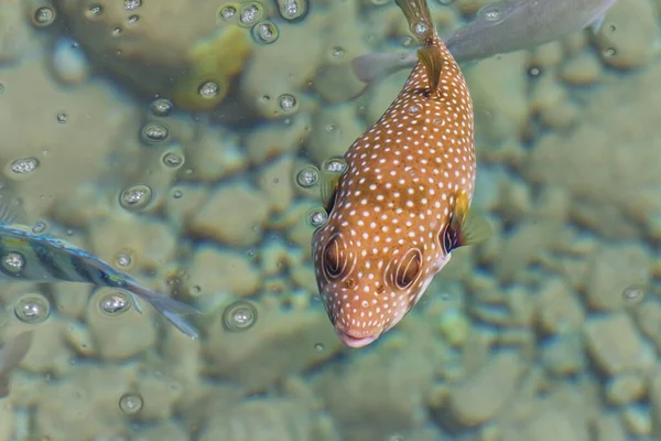 Kızıl Deniz manzaralı beyaz benekli balon.
