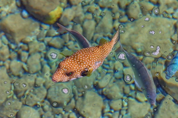 Denizde beyaz lekeli kirpi. Kızıl Deniz 'in harika dünyası. Seyahat fotoğrafı Üst görünüm