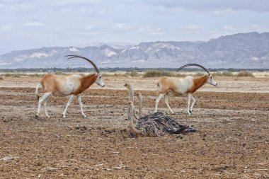 Çölde devekuşları ve Scimitar antilopları. Hayvanlar vahşi yaşam. Doğa rezervleriyle seyahat edin. İsrail 'deki hayvanları izlemek