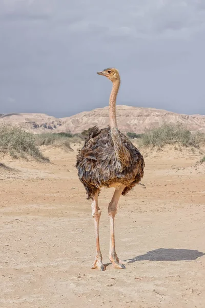 Ostrich in the desert. Birds wildlife. Travel in nature reserves. Watching of birds in Israel. Vertical photo