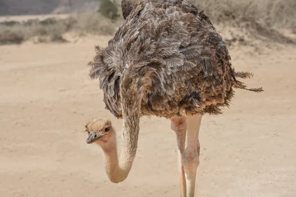 Ostrich in the desert. Birds wildlife. Travel in nature reserves. Watching of birds in Israel