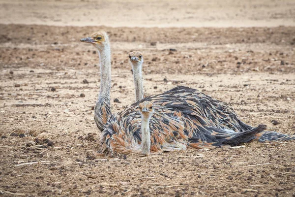 Three Ostriches in the desert. Birds wildlife. Travel in nature reserves. Watching of birds in Israel