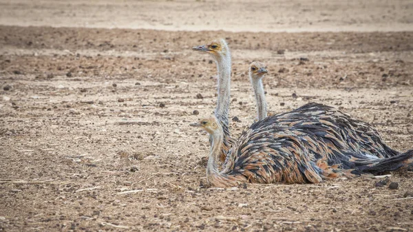 Three Ostriches in the desert. Birds wildlife. Travel in nature reserves. Watching of birds