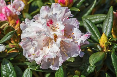 Rhododendron Blewbury. Kırmızı-mor lekeli, kızarık beyaz çiçekli bir çiçek. Parklar, bahçeler, balkonlar için çiçekler.