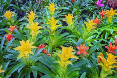Bromeliad bitkileri. Turuncu, kırmızı veya sarı renkli çiçekler. Odalar için eşsiz bir ev planı. Çiçek arkaplanı