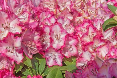 Rhododendron Blewbury. Kırmızımsı mor lekeli çiçekleri olan çiçek açan bir bitki. Parklar, bahçeler, balkonlar için çiçekler.