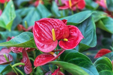 Anthurium, kuyruk çiçeği, flamingo çiçeği, laceleaf. Popüler bir ekili süs bitkisi. Parklar için çiçekler, bahçeler, odalar Çiçek portresi