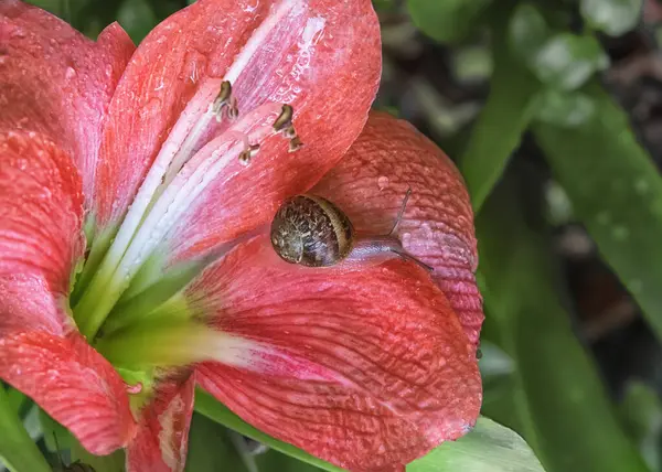 Amaryllis Caracol Paisagem Foto — Fotografia de Stock