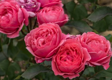 Rose Impala Kordes. Çifte ve çekici çiçekli çalılık büyüleyici bir renk. Parklar ve bahçeler için seçilmiş zarif güller. Peyzaj tasarımı kavramı