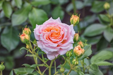 Pembe Kremosa. Büyüleyici bir renkte, çok güzel kokulu çiçekleri olan çalılar. Parklar ve bahçeler için seçilmiş zarif güller. Peyzaj tasarımı kavramı