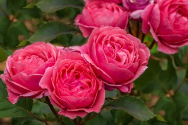 Rose Impala Kordes. Çifte ve çekici çiçekli çalılık büyüleyici bir renk.