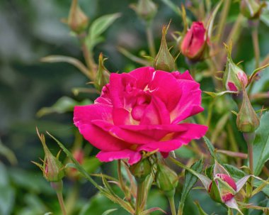 Gül çiçeği Ile de Fleurs. Sıra dışı renkli çiçekler, koyu pembeden koyu mora, hoş kokulu. Enfes güllerin seçkin çeşitleri. Peyzaj tasarımı