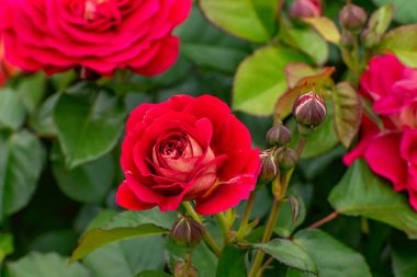 Beetrose 'the Worth see'. Görkemli, çift taraflı çiçekler sık yapraklardan süzülüyor. Bahçeler ve parklar için seçkin güller.