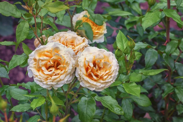 Rose Limona Kordes. The radiant, elegant flowers, which always appear in small umbels, are mixed with a touch of green, just like the peel of limes
