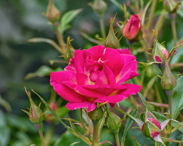 Arbusto Rosa Ile Fleurs Flores Estranhamente Coloridas Rosa Profundo Roxo — Fotografia de Stock
