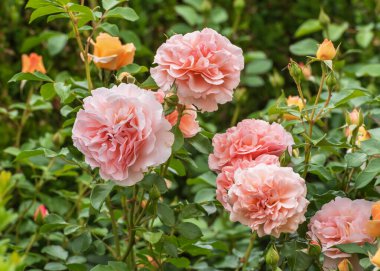 Sangerhauser Jubilaums Rose 'un parlak pembe rengi ve çiçek açma sevinci. Parklar, bahçeler, yataklar ve sınırlar için seçkin güller, giriş alanındaki süslemeler.