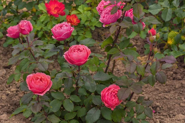 Rose Gartenprinzessin Marie Jose Tons Rosa Vermelho Brilhantes Tipos Selecionados — Fotografia de Stock