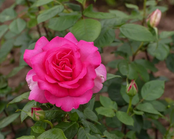 Rose Lady Nobre Rosa Com Extremamente Grande Flores Muito Elegantemente — Fotografia de Stock