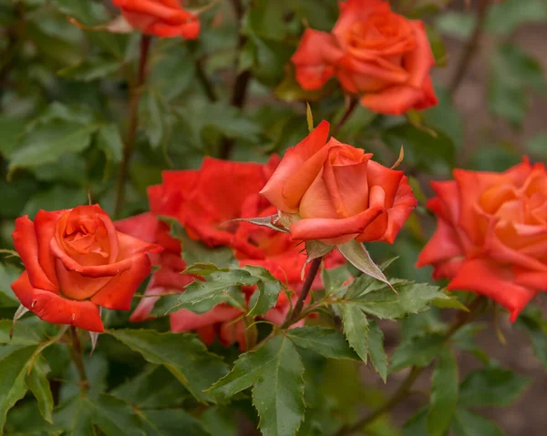 Rose Anabell Una Grande Fioritura Rigogliosa Albicocche Profonde Sfumature Rosa — Foto Stock