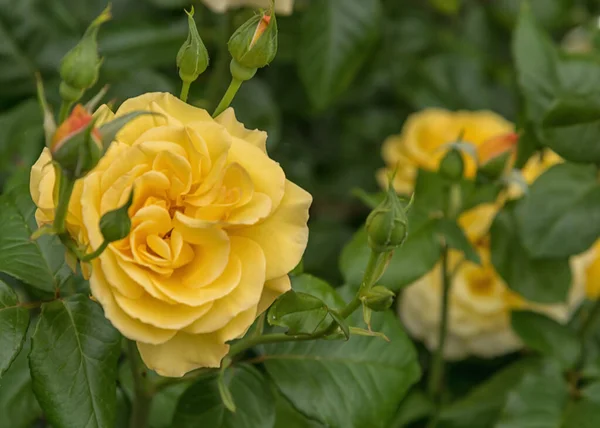 Rose Dania Una Grande Fioritura Rigogliosa Giallo Tipi Selezionati Rose — Foto Stock