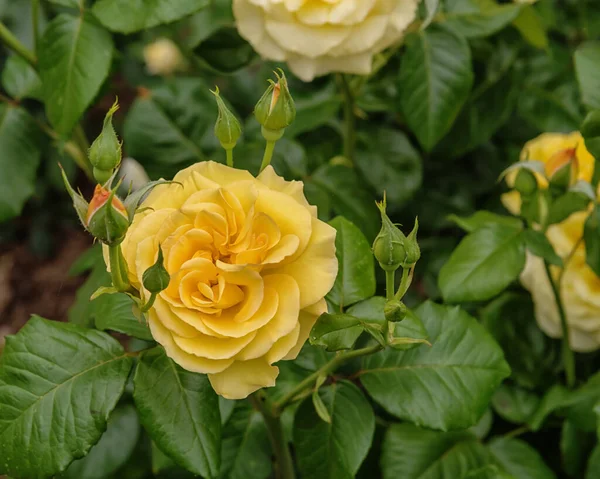 Rose Dania Una Grande Fioritura Rigogliosa Giallo Tipi Selezionati Rose — Foto Stock