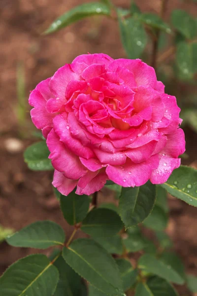Роуз Саммер Рейнбоу Избранные Сорта Изысканных Роз Парков Садов Кроватей — стоковое фото