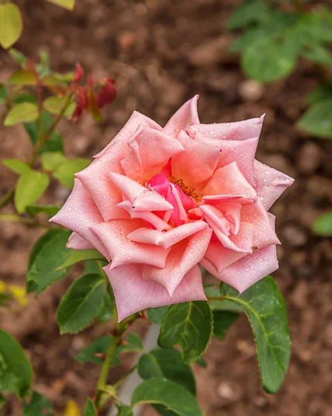 Rose Alger Tipi Selezionati Rose Squisite Parchi Giardini Letti Bordi — Foto Stock