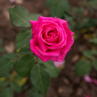 Floribunda Baronesse, Haziran 'dan Eylül' e kadar macenta çiçekleri ve harika bir aroması olan bol çiçekli bir gül. Parklar, bahçeler ve dekorasyon için seçilmiş zarif güller. Kapat.