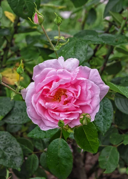 Rose Alida Lovett Com Grandes Flores Duplas Concha Suave Rosa — Fotografia de Stock