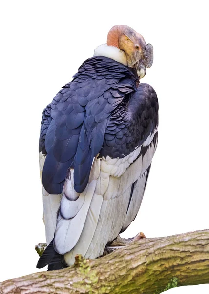 Condor Andin Vultur Gryphus Grand Oiseau Volant Monde Par Mesure — Photo