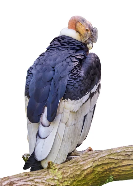 アンデス コンドル 460 462 ヴァルチャー Gryphus 新しい世界