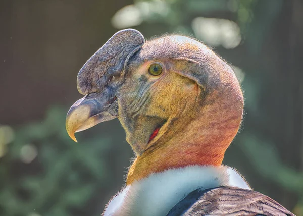 Condor Andin Vultur Gryphus Grand Oiseau Volant Monde Portrait — Photo