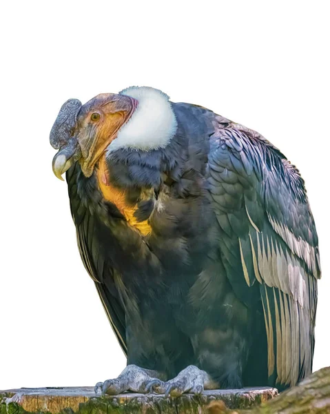 Anden Kondor Vultur Gryphus Der Größte Greifvogel Der Welt Isoliert — Stockfoto