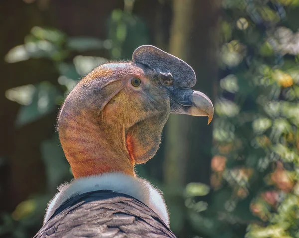 Andean Condor Vultur Gryphus Largest Flying Bird World Combined Measurement — Stock Photo, Image