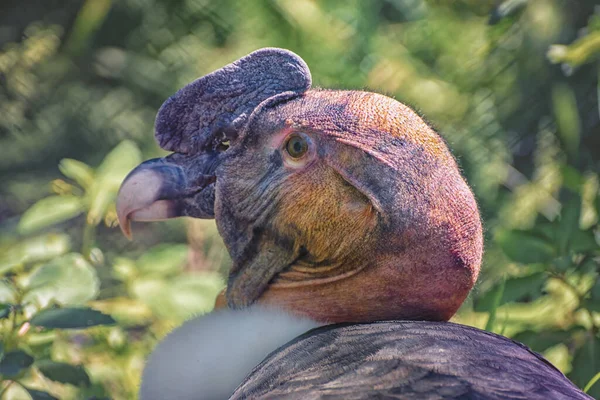 Andisk Kondor Vultur Gryphus Den Största Flygande Fågeln Världen Porträtt — Stockfoto