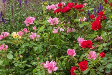 Pembe, koyu kırmızı gül ağacı. Parklar için, bahçeler için, dekorasyon için, bahçeler için, bahçeler için, kayalardan bahçeler için, yol kenarları için yeşil güller.