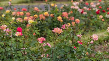 Renkli gül çalıları. Parklar, bahçeler, dekorasyon ve yol kenarı yeşili için seçkin güller.